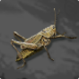 Locust – How to Get
