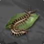 Poisonous Bug 