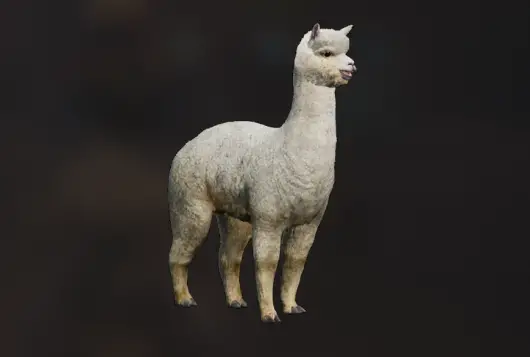 Alpaca 