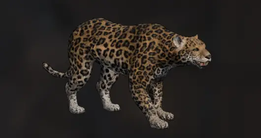 Jaguar – How to Capture