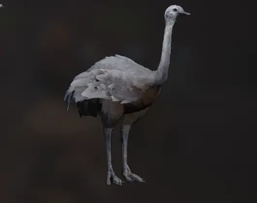 Ostrich 